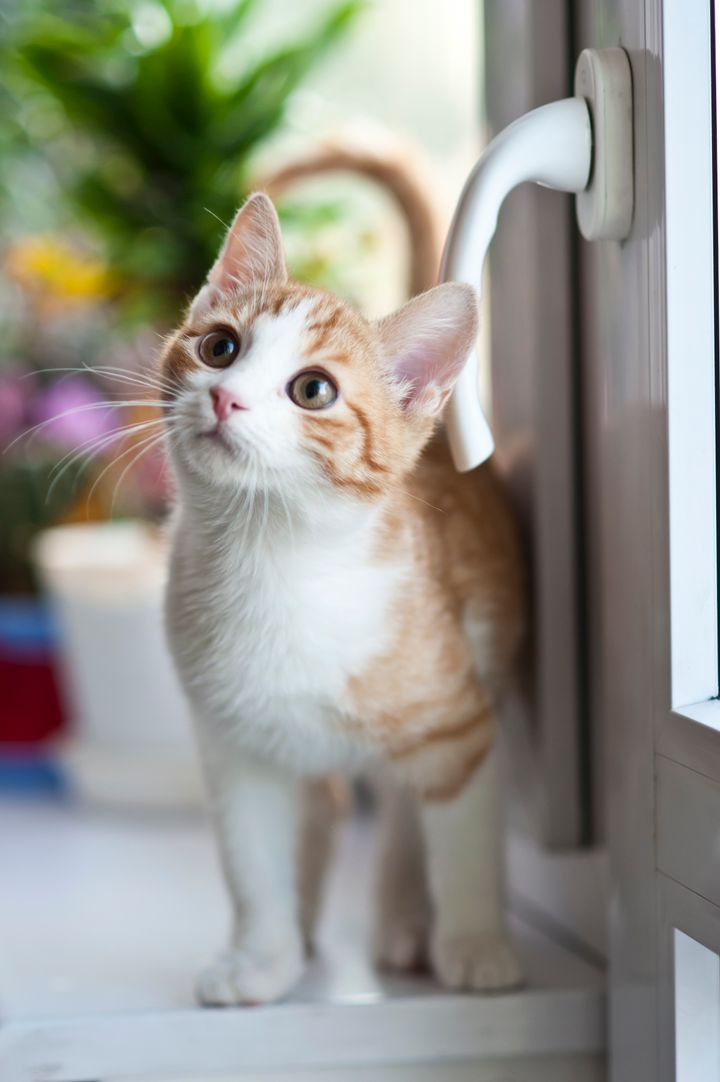 An orange and white kitten beside a window, before animation