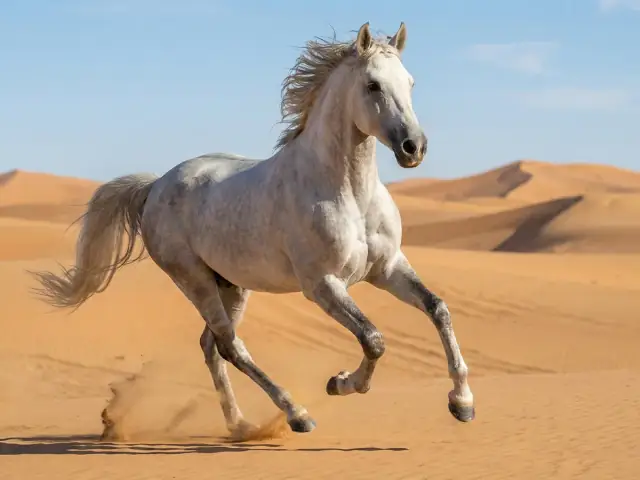 Desert Spirit